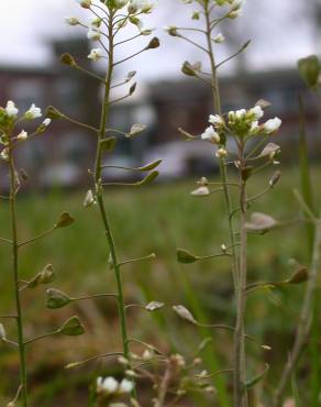 Fotografia 5 da espécie Capsella bursa-pastoris no Jardim Botânico UTAD