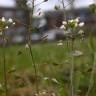 Fotografia 5 da espécie Capsella bursa-pastoris do Jardim Botânico UTAD