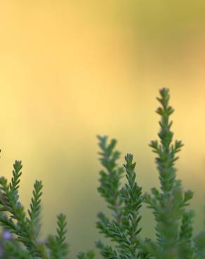 Fotografia 7 da espécie Calluna vulgaris no Jardim Botânico UTAD