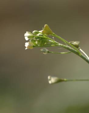 Fotografia 7 da espécie Capsella bursa-pastoris no Jardim Botânico UTAD