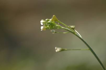 Fotografia da espécie Capsella bursa-pastoris