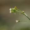 Fotografia 7 da espécie Capsella bursa-pastoris do Jardim Botânico UTAD