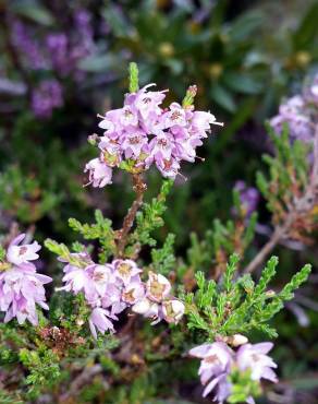 Fotografia 8 da espécie Calluna vulgaris no Jardim Botânico UTAD