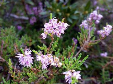 Fotografia da espécie Calluna vulgaris