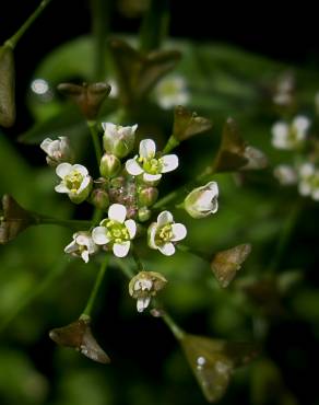 Fotografia 8 da espécie Capsella bursa-pastoris no Jardim Botânico UTAD