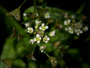 Fotografia da espécie Capsella bursa-pastoris