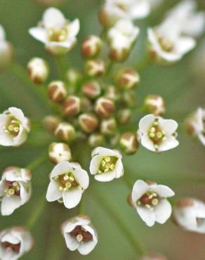 Fotografia 9 da espécie Capsella bursa-pastoris no Jardim Botânico UTAD