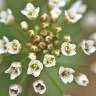 Fotografia 9 da espécie Capsella bursa-pastoris do Jardim Botânico UTAD