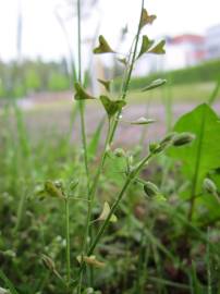 Fotografia da espécie Capsella bursa-pastoris