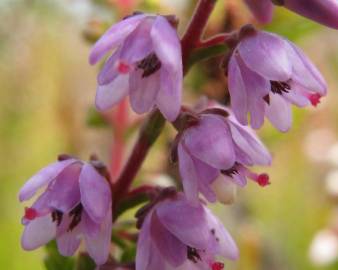Fotografia da espécie Calluna vulgaris