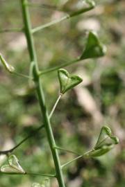 Fotografia da espécie Capsella bursa-pastoris