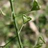 Fotografia 10 da espécie Capsella bursa-pastoris do Jardim Botânico UTAD