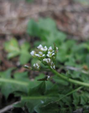 Fotografia 11 da espécie Capsella bursa-pastoris no Jardim Botânico UTAD