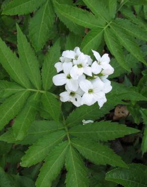 Fotografia 7 da espécie Cardamine heptaphylla no Jardim Botânico UTAD