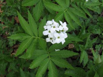 Fotografia da espécie Cardamine heptaphylla