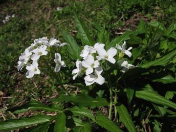 Fotografia da espécie Cardamine heptaphylla