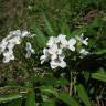 Fotografia 8 da espécie Cardamine heptaphylla do Jardim Botânico UTAD