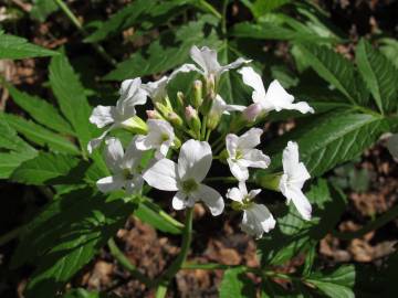 Fotografia da espécie Cardamine heptaphylla