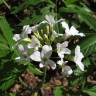 Fotografia 9 da espécie Cardamine heptaphylla do Jardim Botânico UTAD