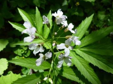 Fotografia da espécie Cardamine heptaphylla