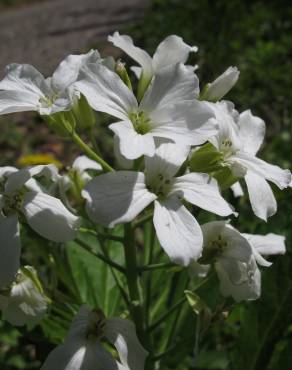 Fotografia 10 da espécie Cardamine heptaphylla no Jardim Botânico UTAD