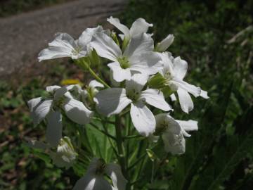 Fotografia da espécie Cardamine heptaphylla
