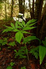 Fotografia da espécie Cardamine heptaphylla