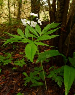 Fotografia 11 da espécie Cardamine heptaphylla no Jardim Botânico UTAD