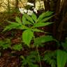 Fotografia 11 da espécie Cardamine heptaphylla do Jardim Botânico UTAD