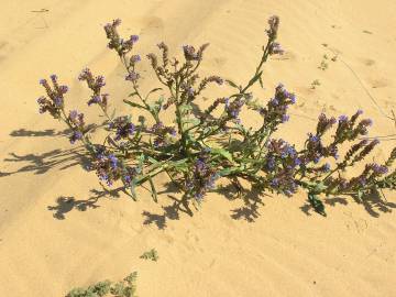 Fotografia da espécie Anchusa calcarea