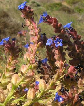 Fotografia 3 da espécie Anchusa calcarea no Jardim Botânico UTAD