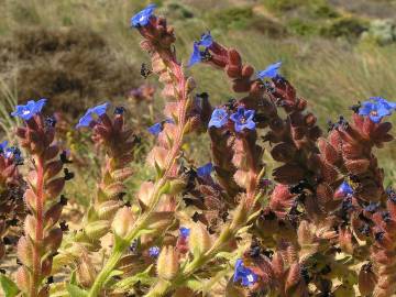 Fotografia da espécie Anchusa calcarea