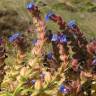 Fotografia 3 da espécie Anchusa calcarea do Jardim Botânico UTAD