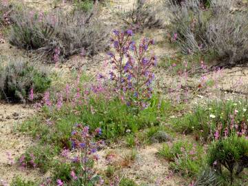 Fotografia da espécie Anchusa calcarea