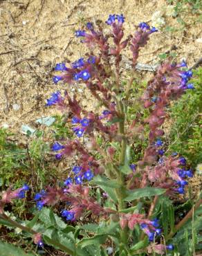 Fotografia 6 da espécie Anchusa calcarea no Jardim Botânico UTAD