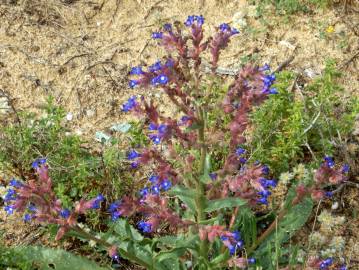 Fotografia da espécie Anchusa calcarea