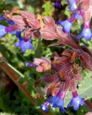 Fotografia da espécie Anchusa calcarea