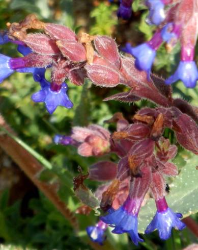 Fotografia de capa Anchusa calcarea - do Jardim Botânico