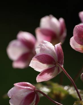 Fotografia 3 da espécie Anemone hupehensis no Jardim Botânico UTAD