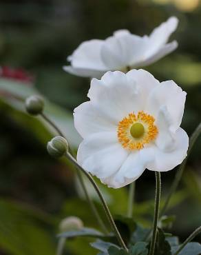 Fotografia 5 da espécie Anemone hupehensis no Jardim Botânico UTAD