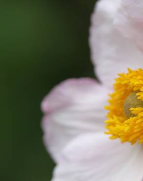 Fotografia 7 da espécie Anemone hupehensis no Jardim Botânico UTAD