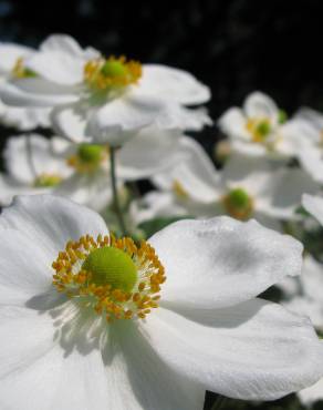 Fotografia 8 da espécie Anemone hupehensis no Jardim Botânico UTAD