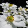 Fotografia 8 da espécie Anemone hupehensis do Jardim Botânico UTAD