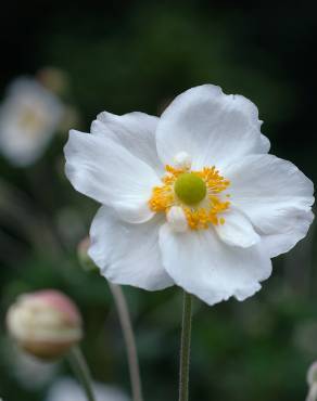 Fotografia 10 da espécie Anemone hupehensis no Jardim Botânico UTAD