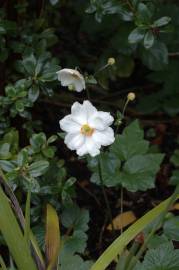 Fotografia da espécie Anemone hupehensis