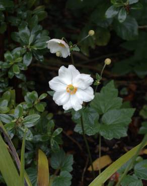 Fotografia 11 da espécie Anemone hupehensis no Jardim Botânico UTAD