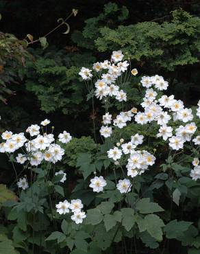 Fotografia 12 da espécie Anemone hupehensis no Jardim Botânico UTAD