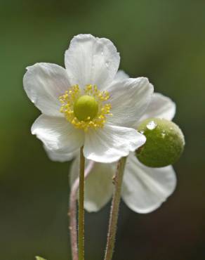 Fotografia 13 da espécie Anemone hupehensis no Jardim Botânico UTAD