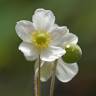 Fotografia 13 da espécie Anemone hupehensis do Jardim Botânico UTAD