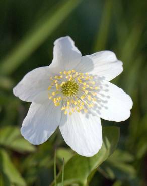 Fotografia 3 da espécie Anemone nemorosa no Jardim Botânico UTAD